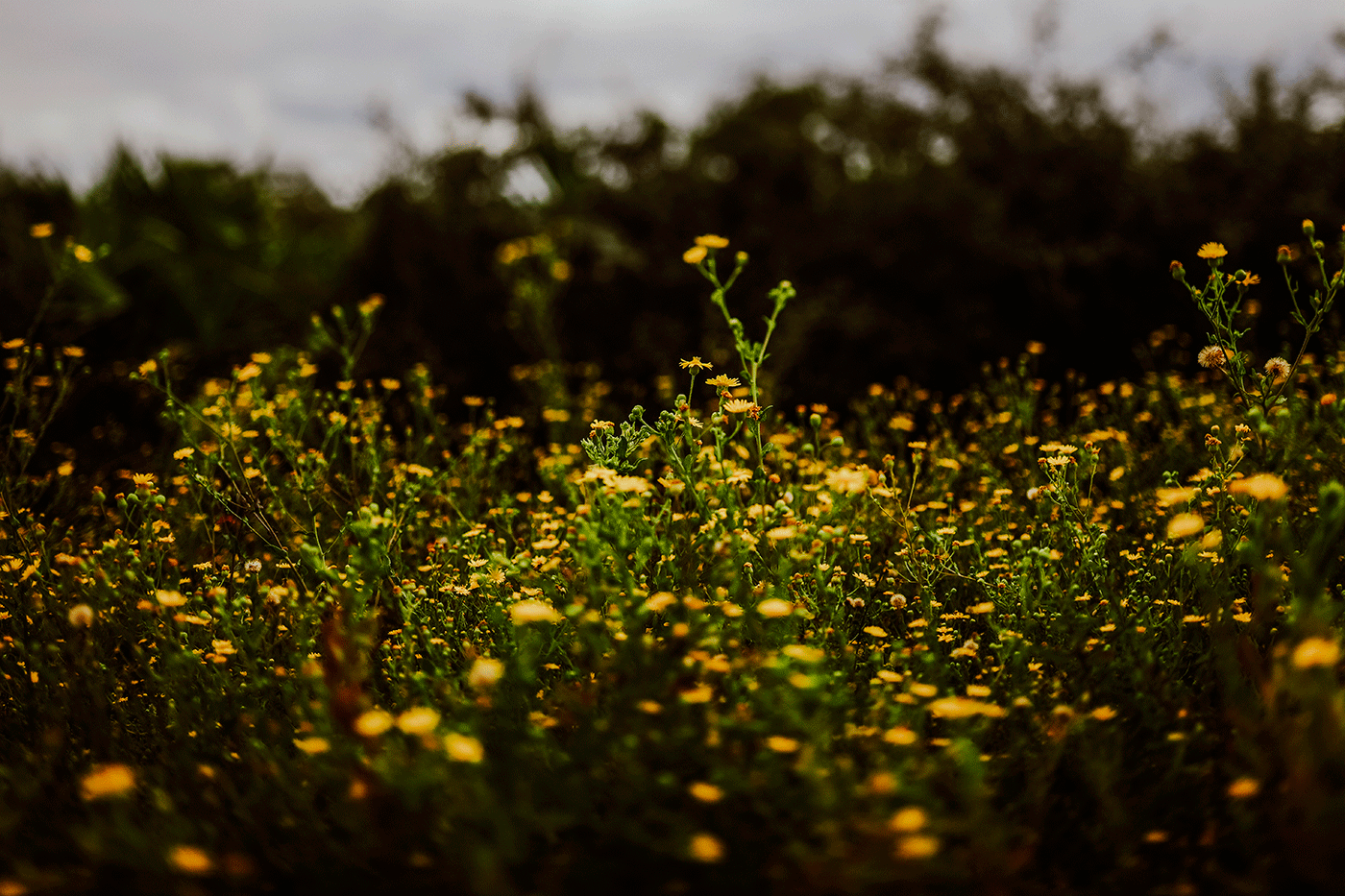 Rosemary Beach Wedding Photography Kelly + John